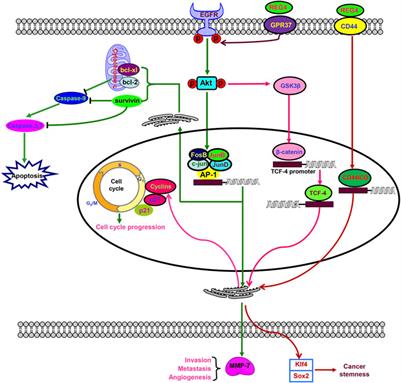 REG4 promotes the proliferation and anti-apoptosis of cancer